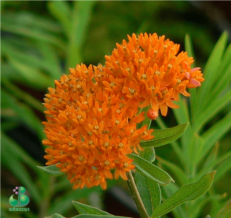 Asclepias Tuberosa - Butterfly Milkweed (1000x740), Png Download