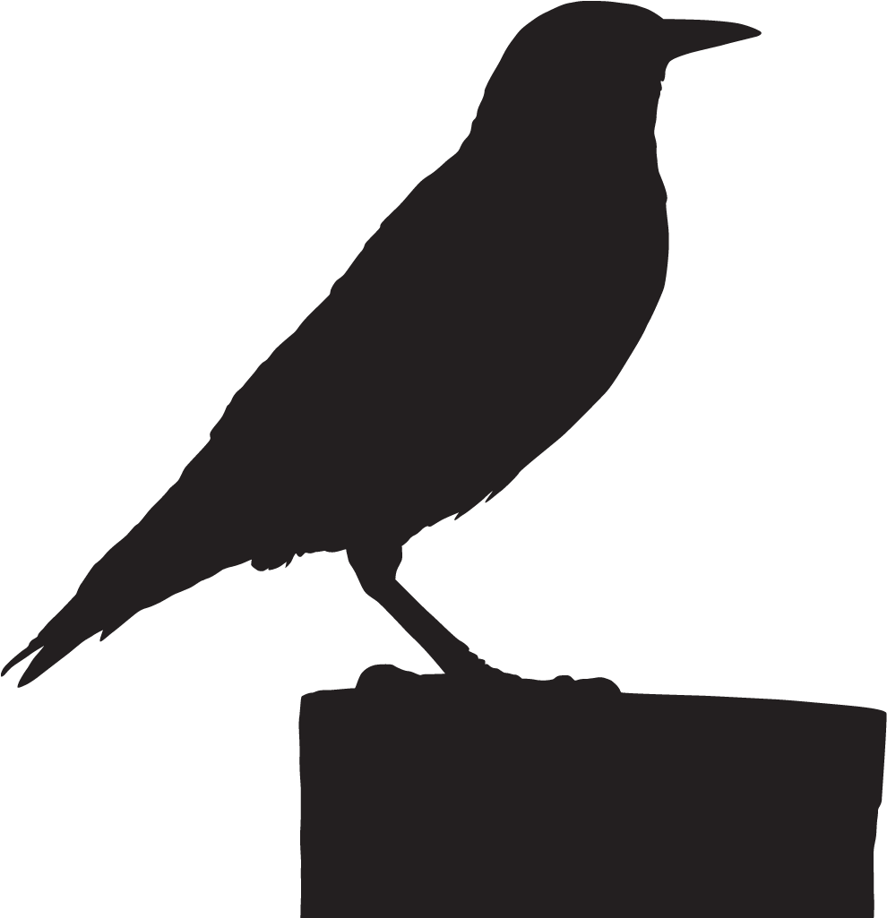 European Starling - American Crow (1024x1024), Png Download