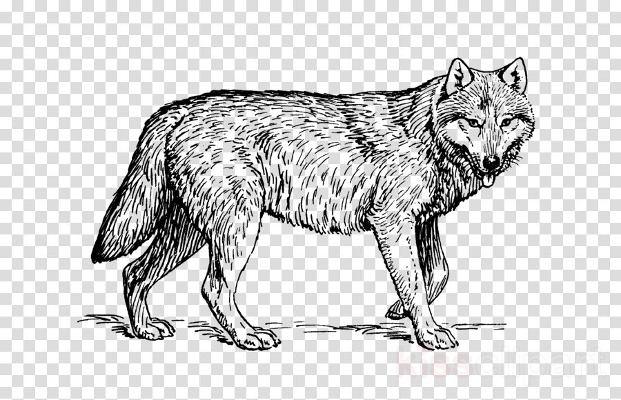 Coloring Pages Realistic Animals Clipart Coloring Book - Wolf Cliparts Black And White (900x580), Png Download