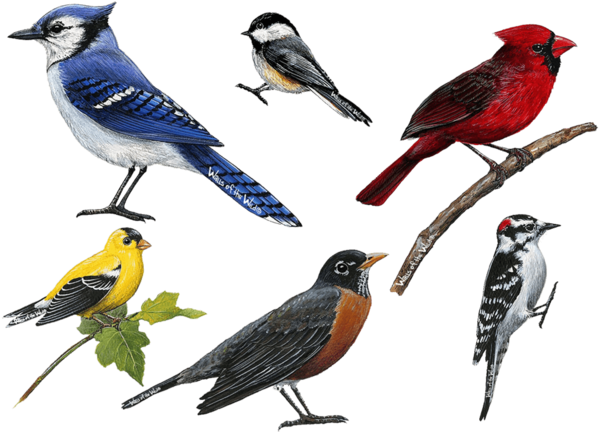 Bird Wall Decals (600x600), Png Download