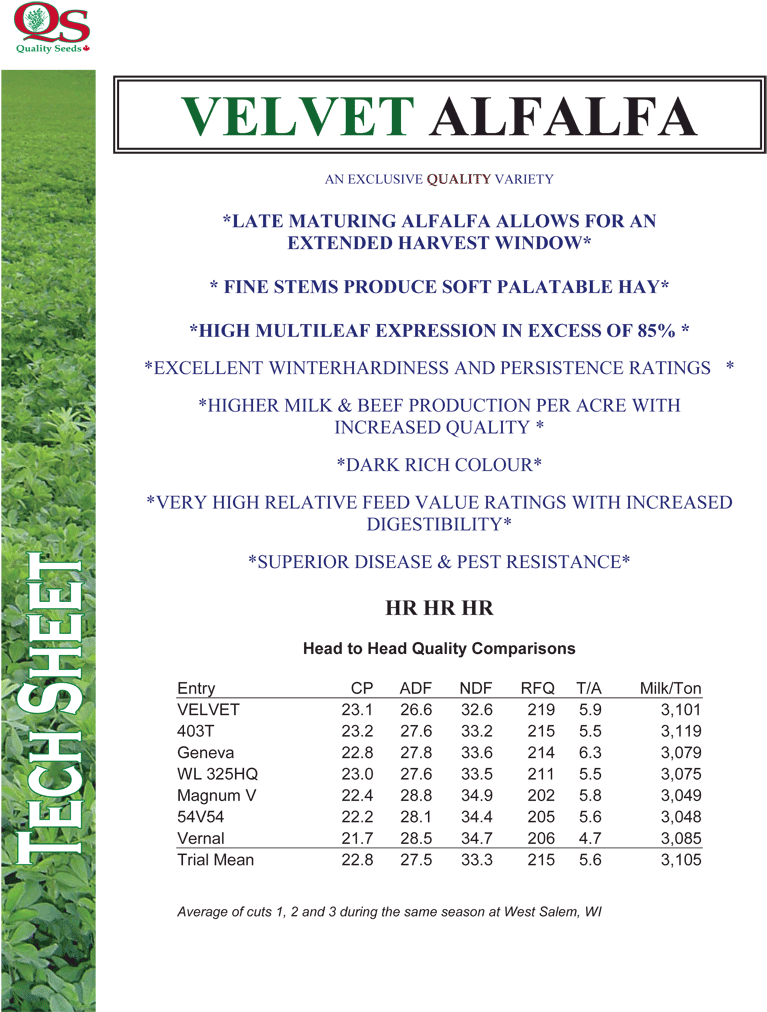 Velvet-alfalfa - Alfalfa (800x1035), Png Download