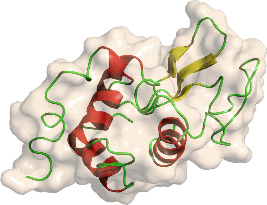 Lysozyme - Imagenes De La Lisozima (974x745), Png Download