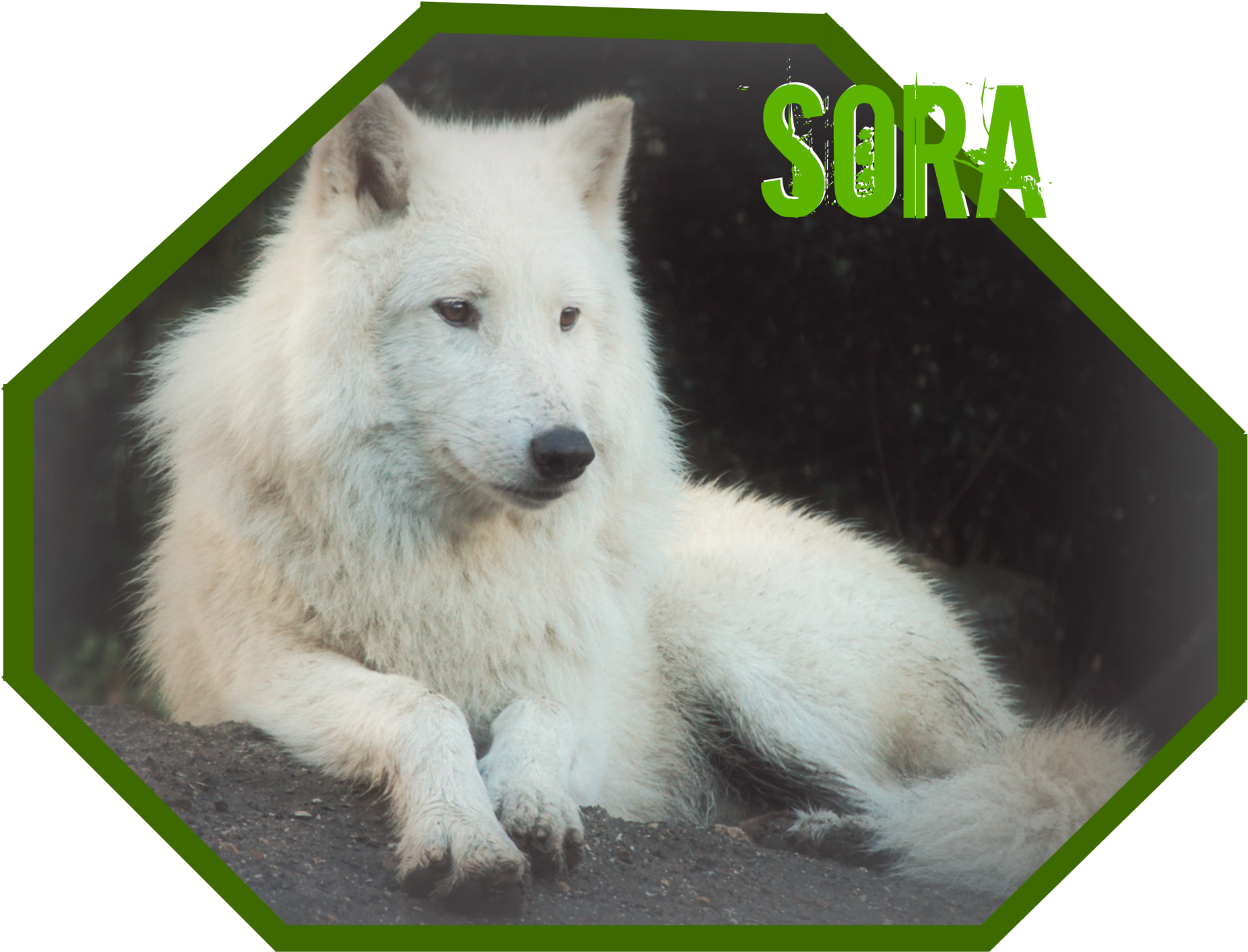 Sora Wolf Banner-1 - Greenland Dog (2000x1600), Png Download