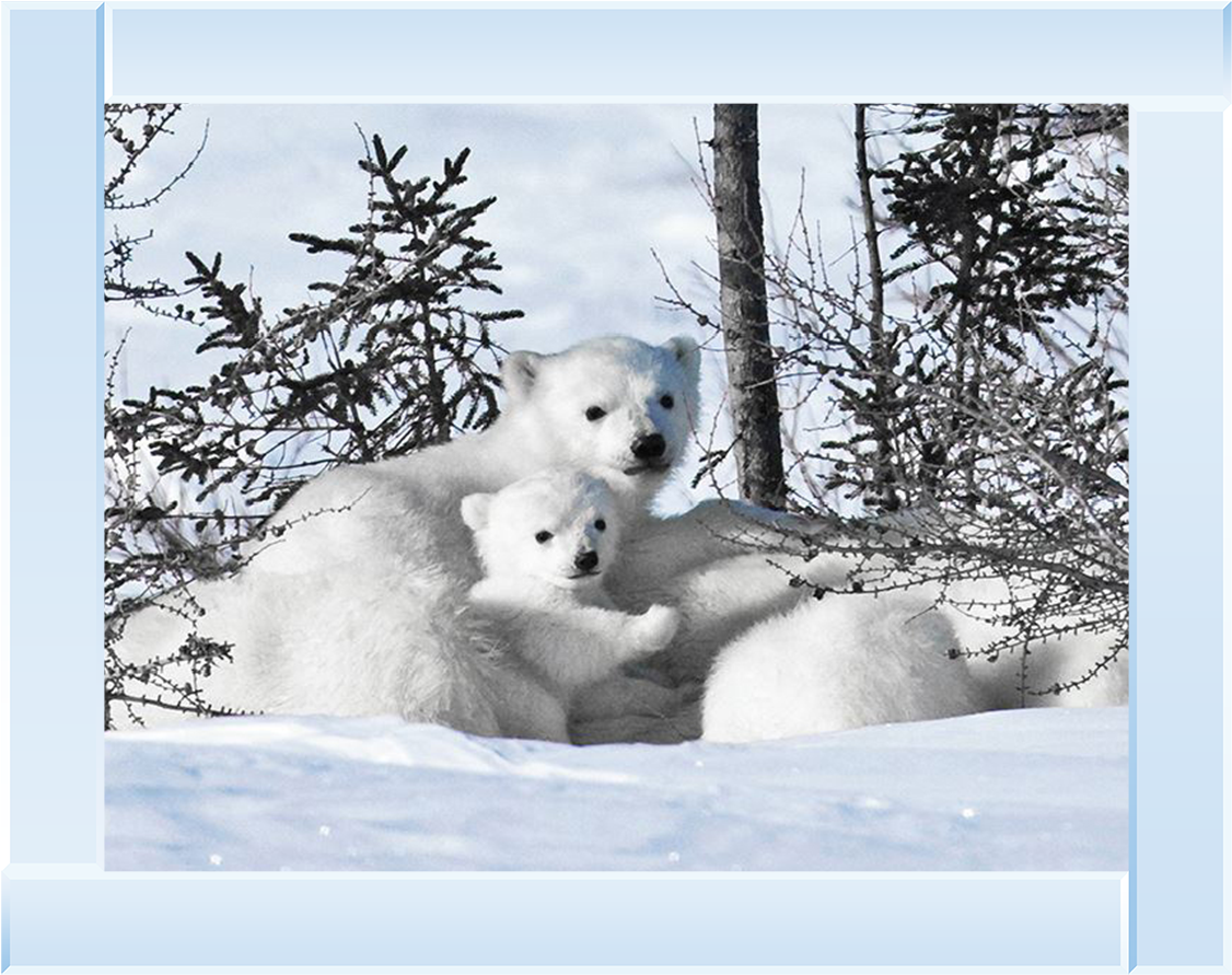 Winter Cubs - 24x18 Photographic Print:photographic Print Mother (1378x1378), Png Download