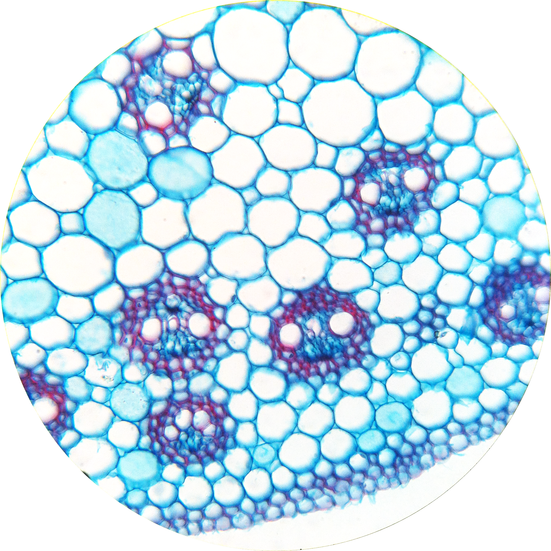 Botana Curus Monocot Stem 400× - Plant Vascular Bundle Under Microscope (1840x1840), Png Download