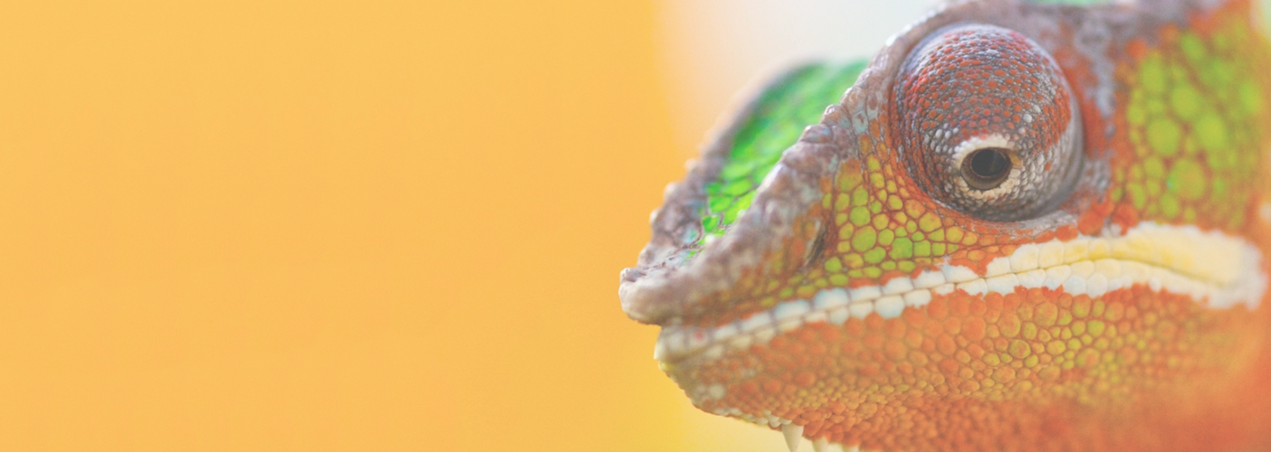 Slide Background - Chameleon Learn To Adapt (1404x500), Png Download