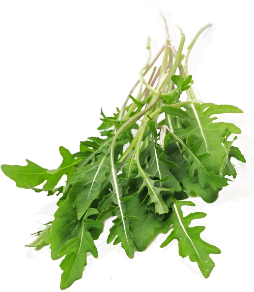 Ruccola - Ruccola Png (600x600), Png Download