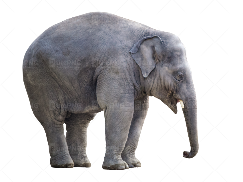 Big Elephant Png Png Image Purepng Free Transparent - Asian Elephant Png (850x639), Png Download