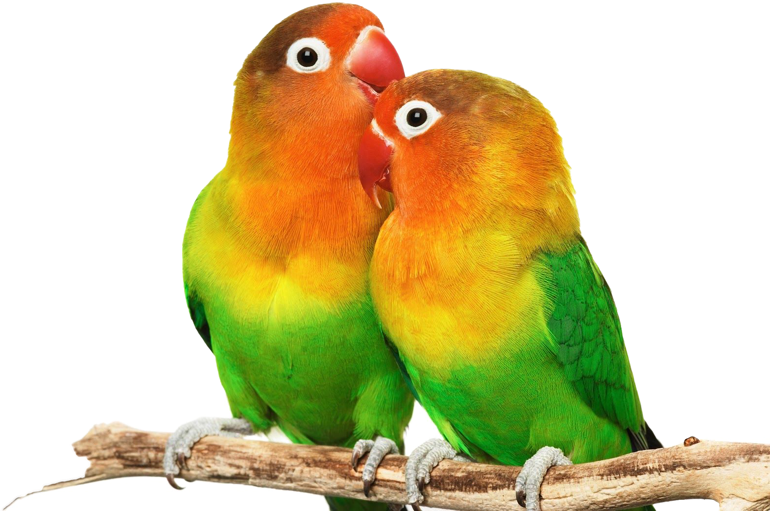 Love Birds Png - Small Colorful Love Birds (1700x1200), Png Download