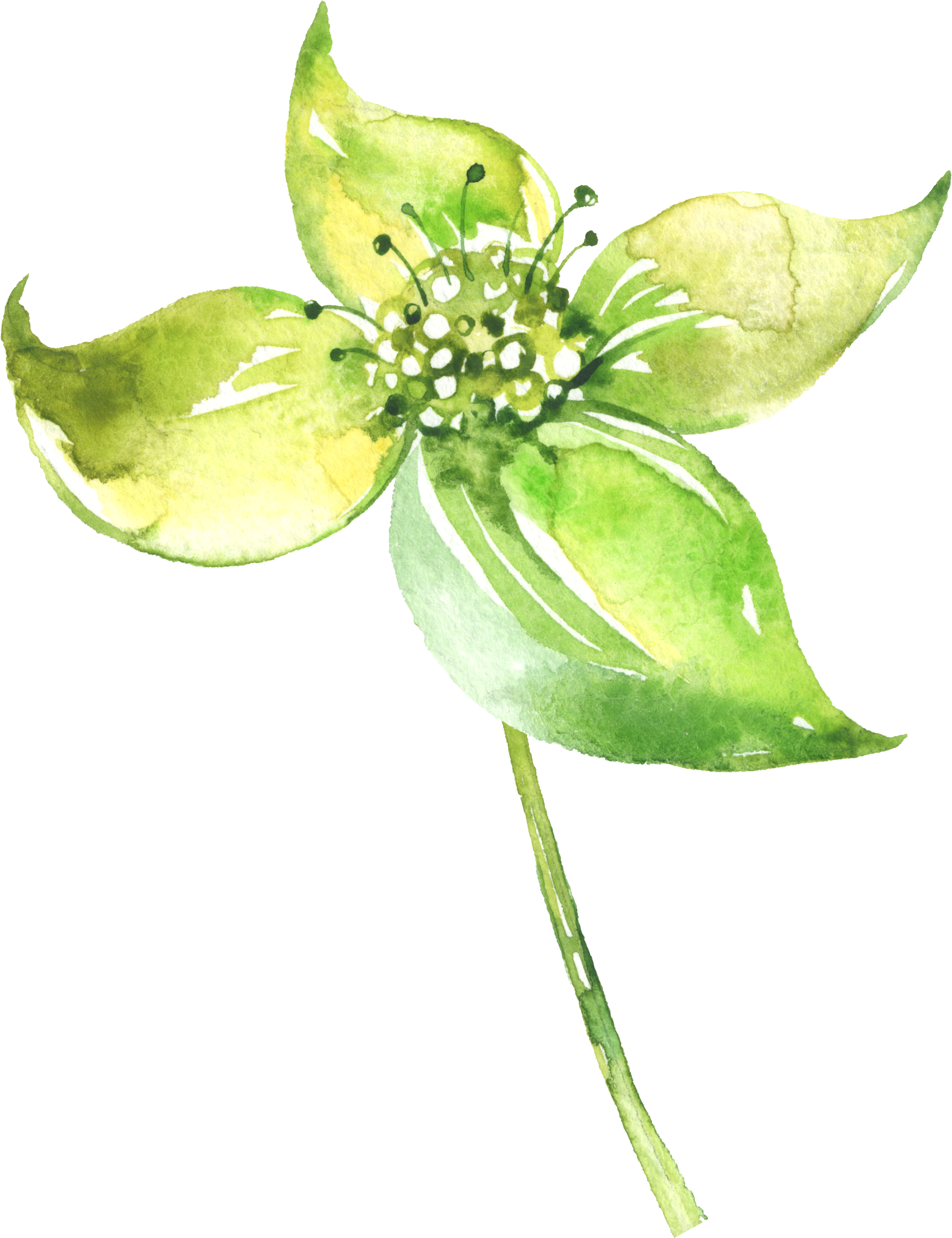 Watercolour - Watercolor Painting (1766x2296), Png Download