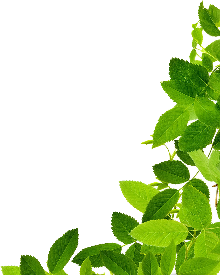 Png Green Leaves Download Png Image Leaves Png Clipart - Maryruth Organics Vegan Vitamin D3 Gummy (plant Based, (848x1009), Png Download