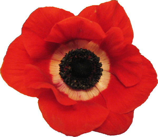Plants/ Flowers/ Anemone Red - Red Flower Png Real (600x520), Png Download