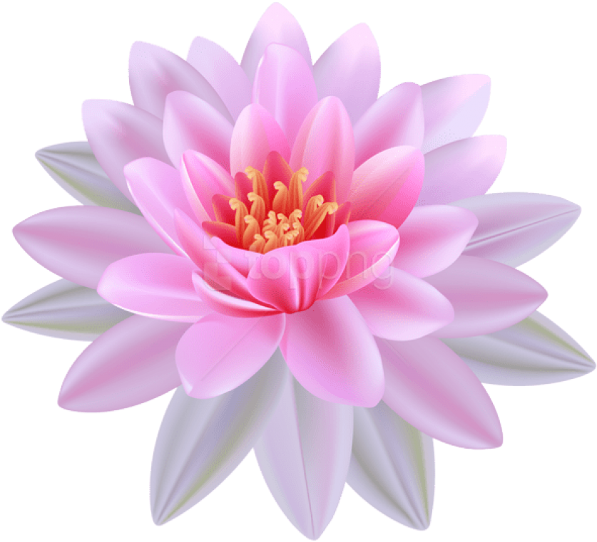 Lilies Clipart Lotus Flower - Water Lily Flower Png (600x543), Png Download