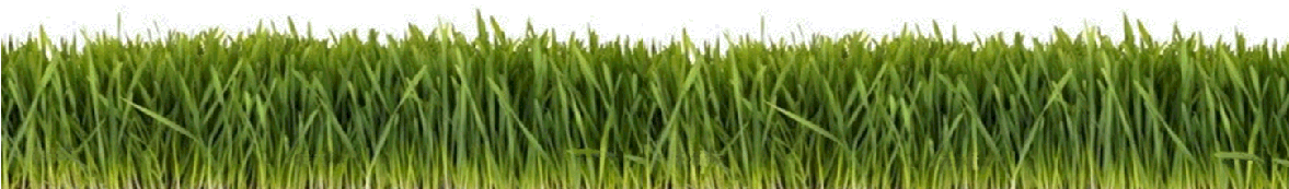 Cartoon Grasses - Grass Flashcard (1176x428), Png Download