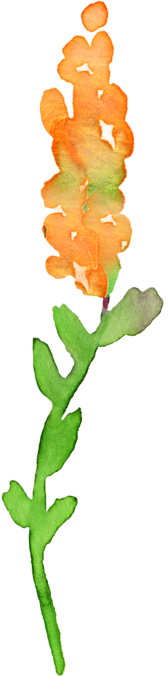 Fall Clipart Watercolor - Watercolor Flower Clipart Transparent (774x2286), Png Download