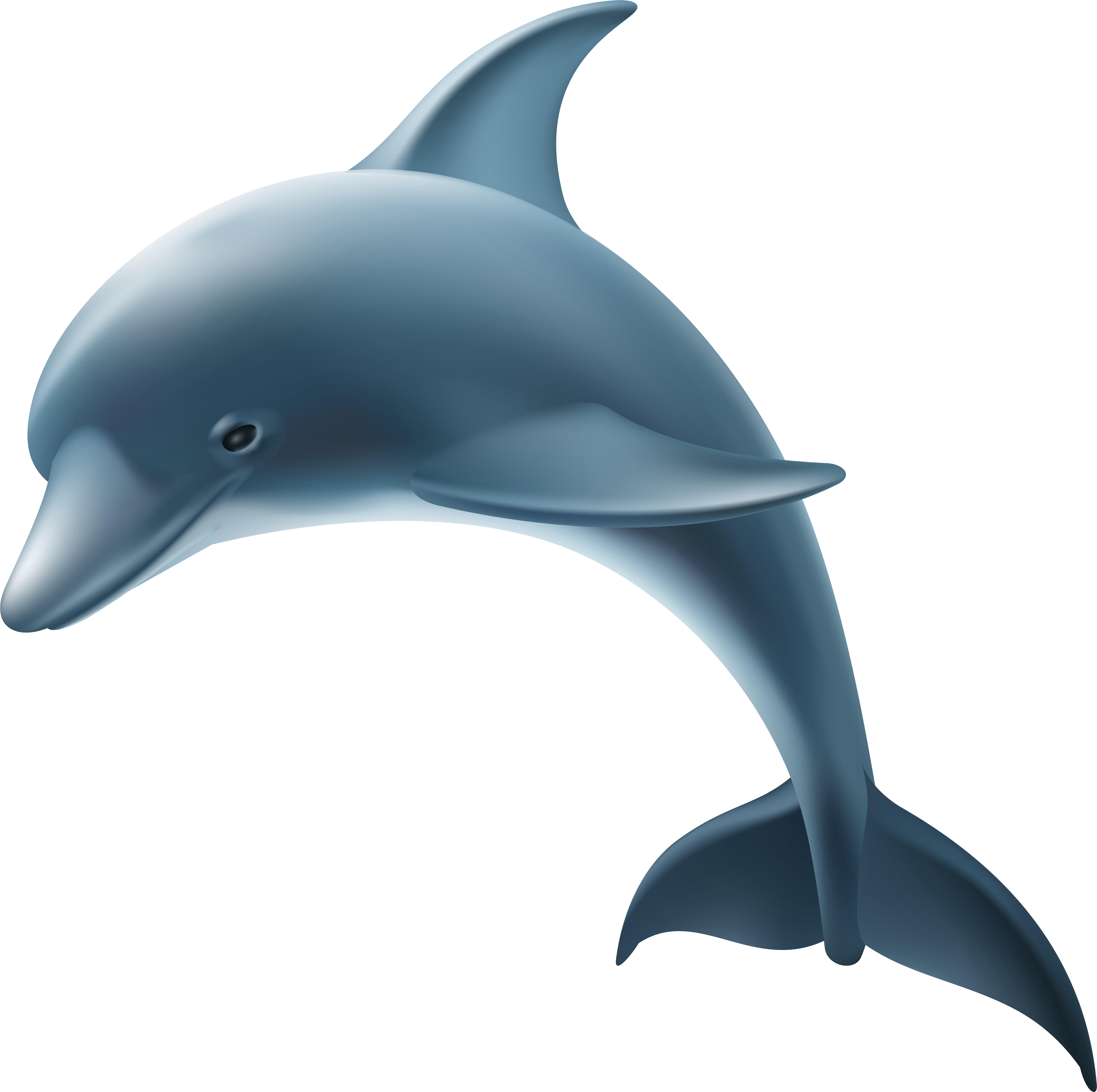 Download Hd Dolphin Png Transparent Png Image Nicepng Com