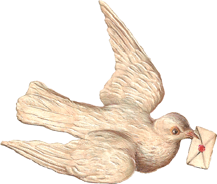 Dove With A Letter - Vintage Dove Png (846x727), Png Download
