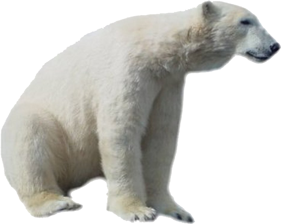 Polar Bear Png Hd - Polar Bear Png (1024x768), Png Download