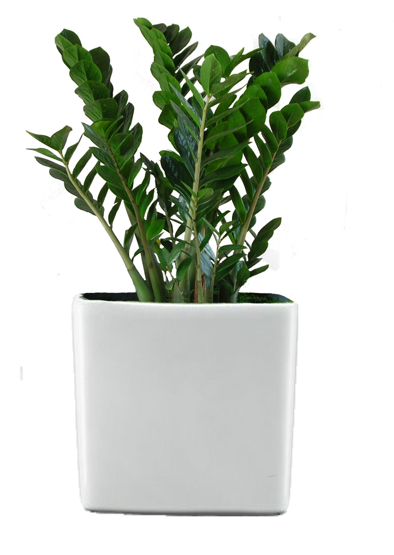 Green World Builders Inc - Transparent Indoor Plants Png (1384x1956), Png Download