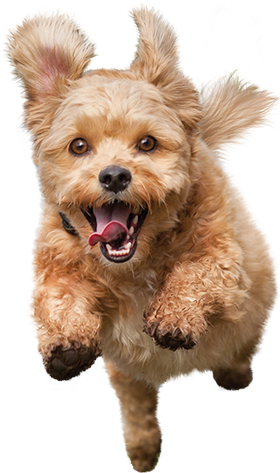 White Small Dog - Small Dog Png (280x473), Png Download