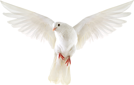 Wedding Flowers - Pigeons And Doves (451x288), Png Download