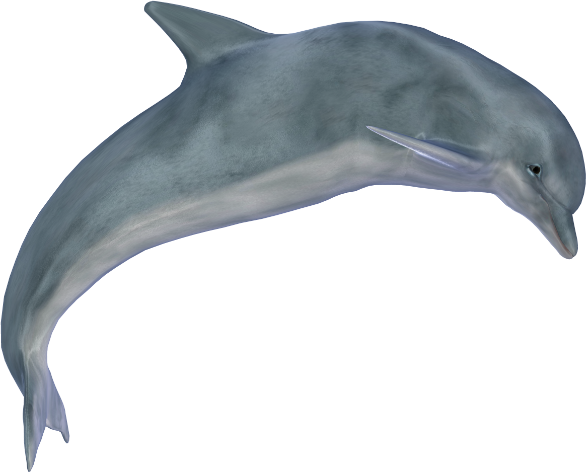 Dolphin Png Images - Dolphin Png (1024x819), Png Download