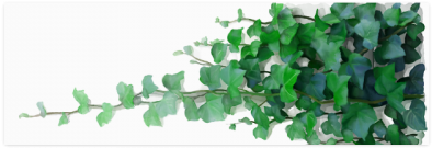 Watercolor Ivy - Watercolor Painting (500x500), Png Download