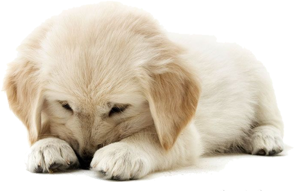 Golden Retriever Puppy Png (678x401), Png Download