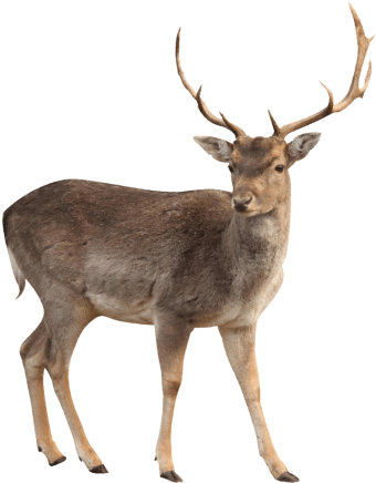 Free Png Deer Png Images Transparent - Deer Png (480x480), Png Download