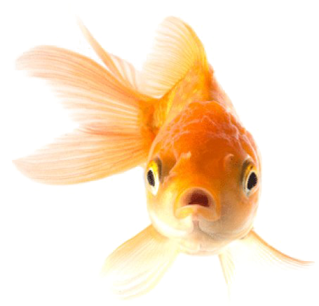 Goldfish Png Transparent Picture - Goldfish Png (921x619), Png Download