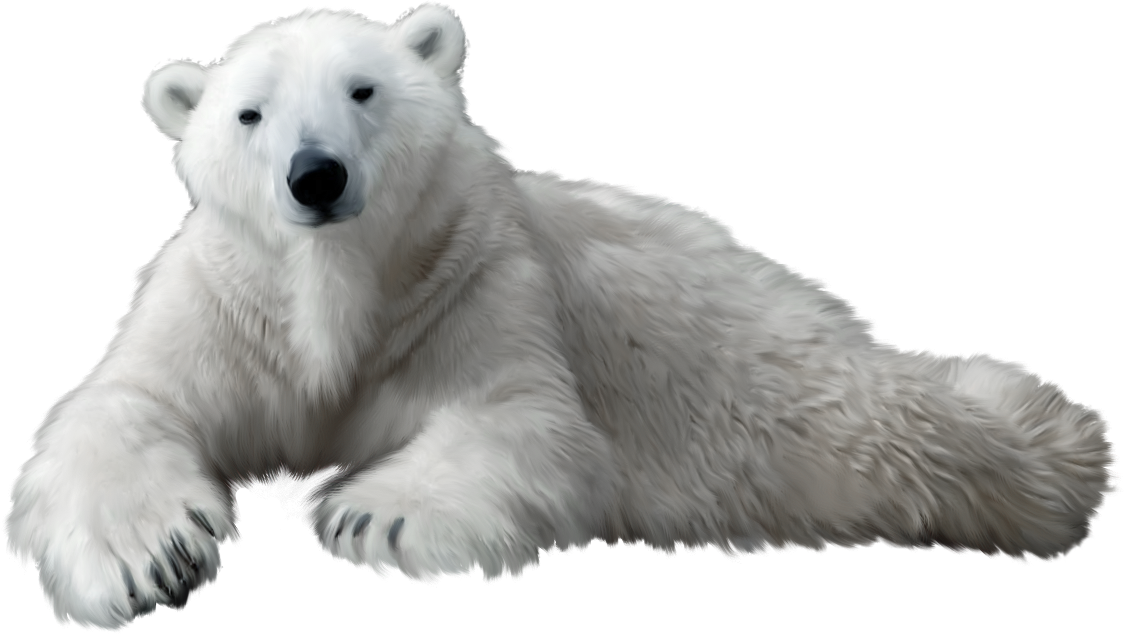 Polar Bear Png Clip Art - Polar Bear Transparent Background (2300x1344), Png Download
