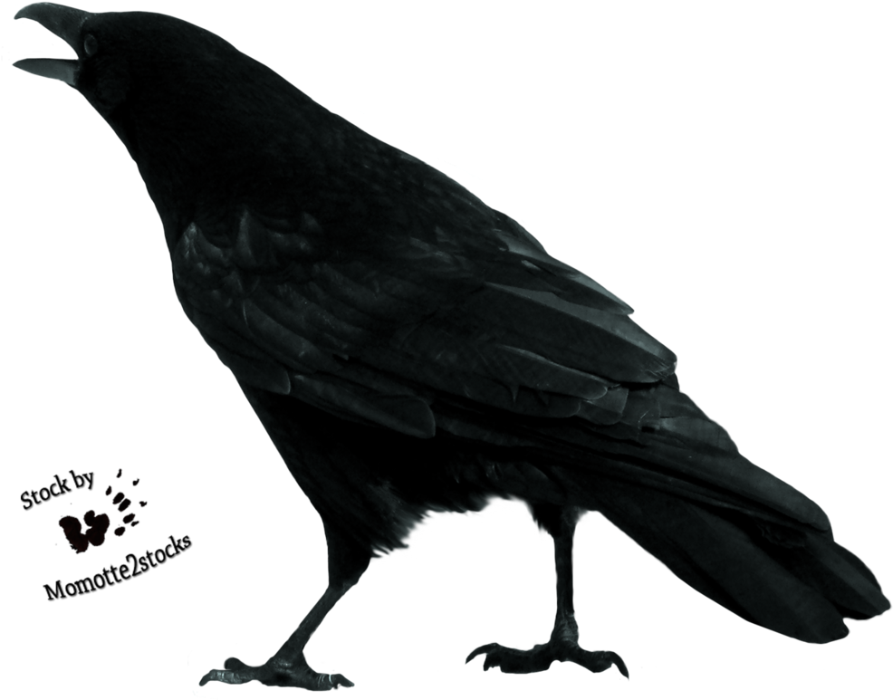 Crow Free Download Png - Crow Stock (1004x796), Png Download