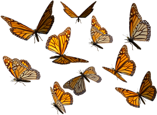 Butterfly Png Monarch Download Balloon Image - Monarch Butterfly Transparent Background (600x420), Png Download