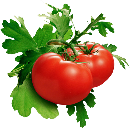 Tomato Png Pic - Phytoene And Phytofluene (442x435), Png Download