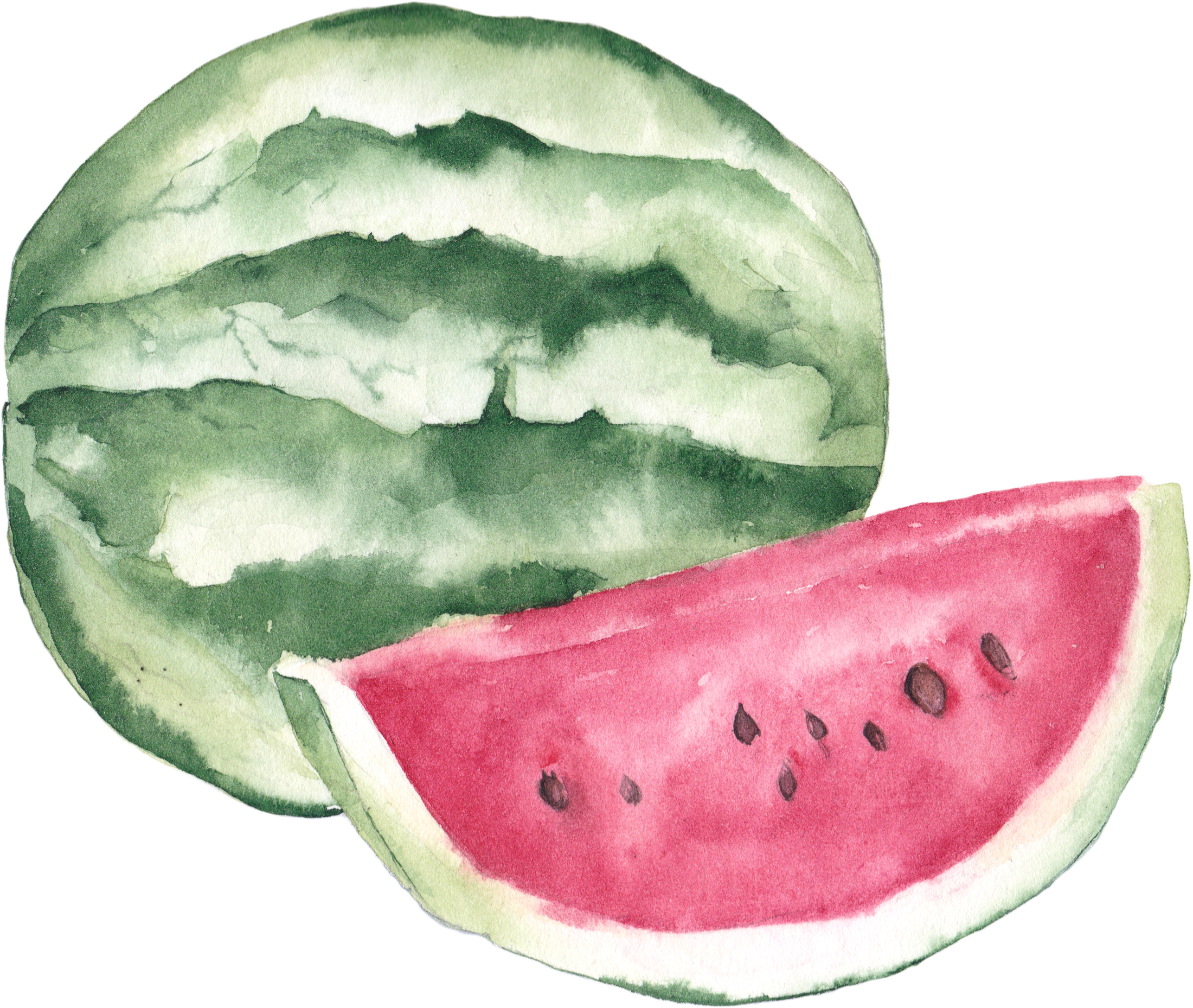 Watercolor Painting Lychee Illustration - Watermelon Clipart Watercolor (2572x2174), Png Download