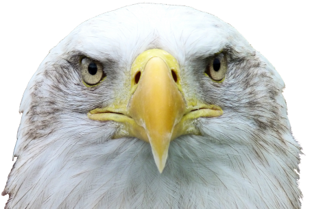 Adler,white Tailed Eagle,bald Eagle,raptor,bird Of - Aguia Png (500x328), Png Download