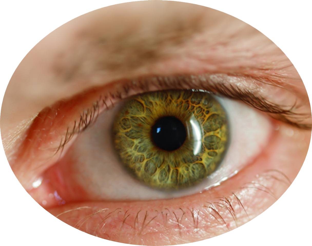 Download Hd Human Eye Png Transparent Png Image Nicepng Com