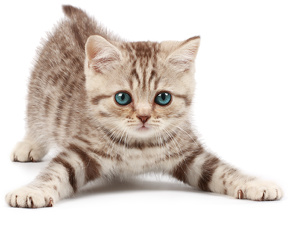 Blue Eyed Cat - Petstages - Green Magic Boomerang Buddy Cat Toy - 1 (594x476), Png Download