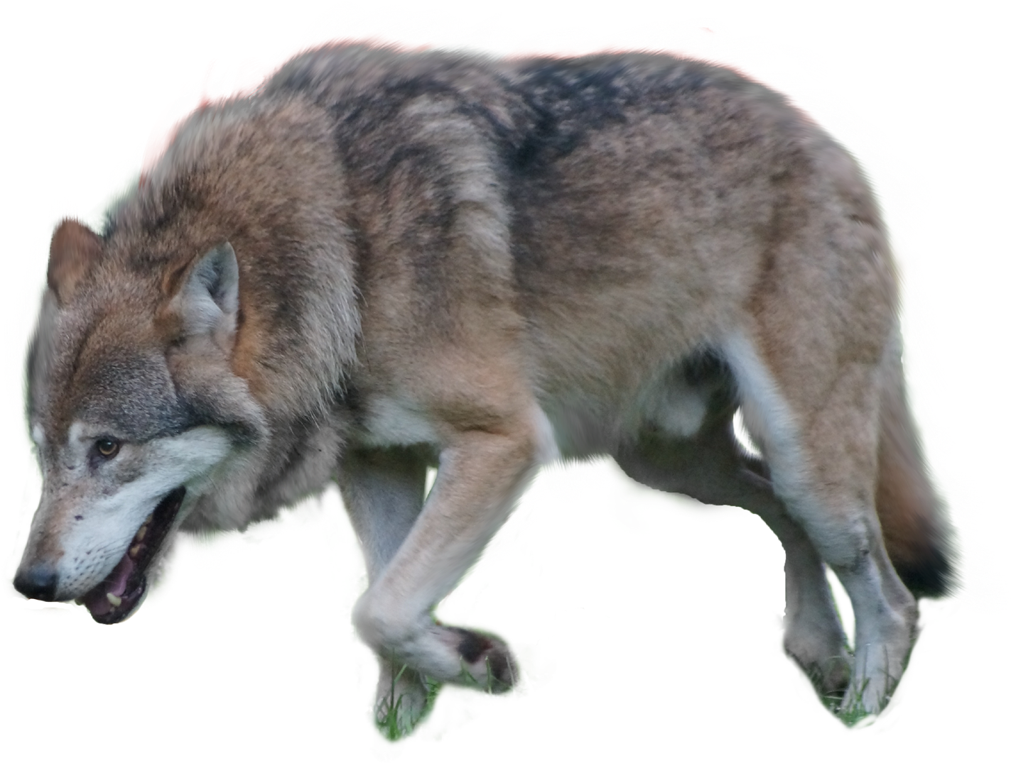 Gray Wolf Png By Pngimagesfee - Wolf Png (1500x1118), Png Download