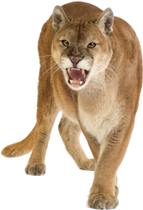 Puma Animal Png - Cougar Puma (375x375), Png Download
