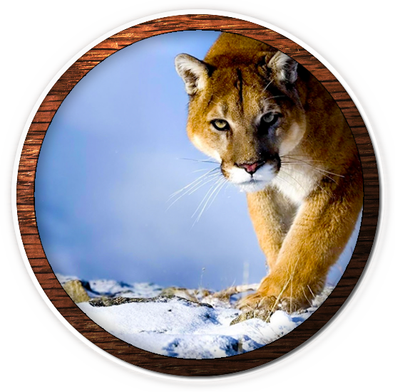 Mountain Lion Fvwd - Desktop Wallpaper Hd 1080p (554x551), Png Download