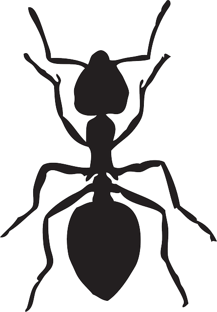 Free Image On Pixabay Ant Animal Insects - Ant Clipart Black And White (445x640), Png Download
