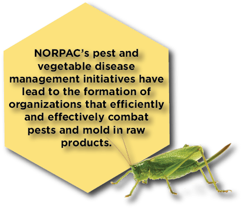 Bug Fact - Band Winged Grasshoppers (487x420), Png Download