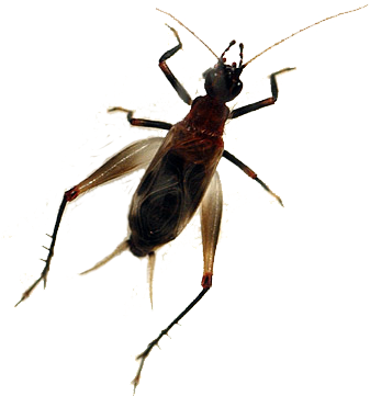 Concordance To Chinese, Japanese & Latin Cricket Names - Weevil (343x372), Png Download