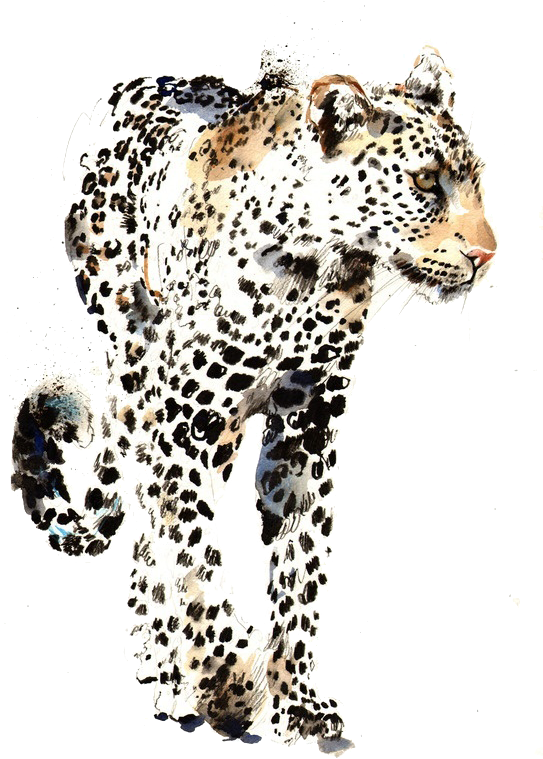 Png Library Library Saatchi Gallery Artist Watercolor - Manchas De Jaguar Dibujo (543x770), Png Download