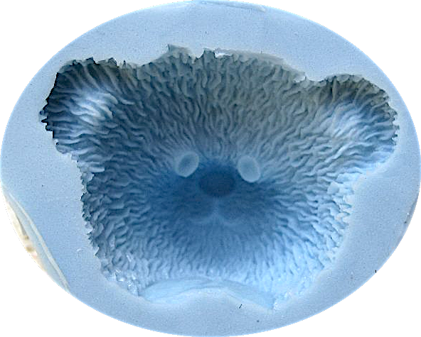 Bear Face - Marine Biology (592x475), Png Download