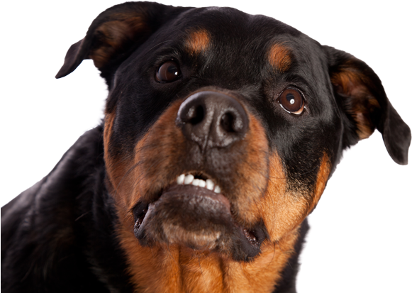 Rottweiler - Rottweiler Showing Teeth (600x443), Png Download