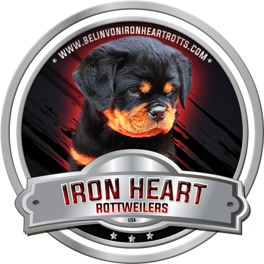 Rottweiler (1080x1068), Png Download