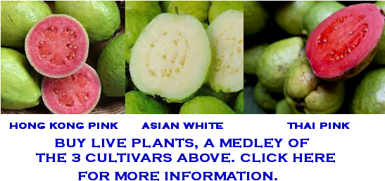 Most Guava - Guava At Different Stages Of Ripening (546x300), Png Download