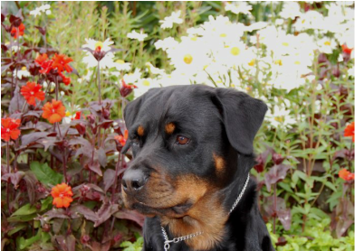 Our Latest And Greatest News - Rottweiler (855x277), Png Download